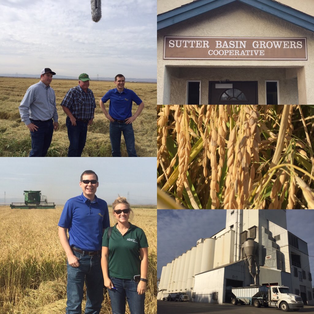 Ryan_Jacobsen's tweet photo. What an awesome day in #cagrown #rice country w/ Driver family! Learned so much w/@CourtneySorensn .
@MirandaDriver https://t.co/wBTJVBFu9l