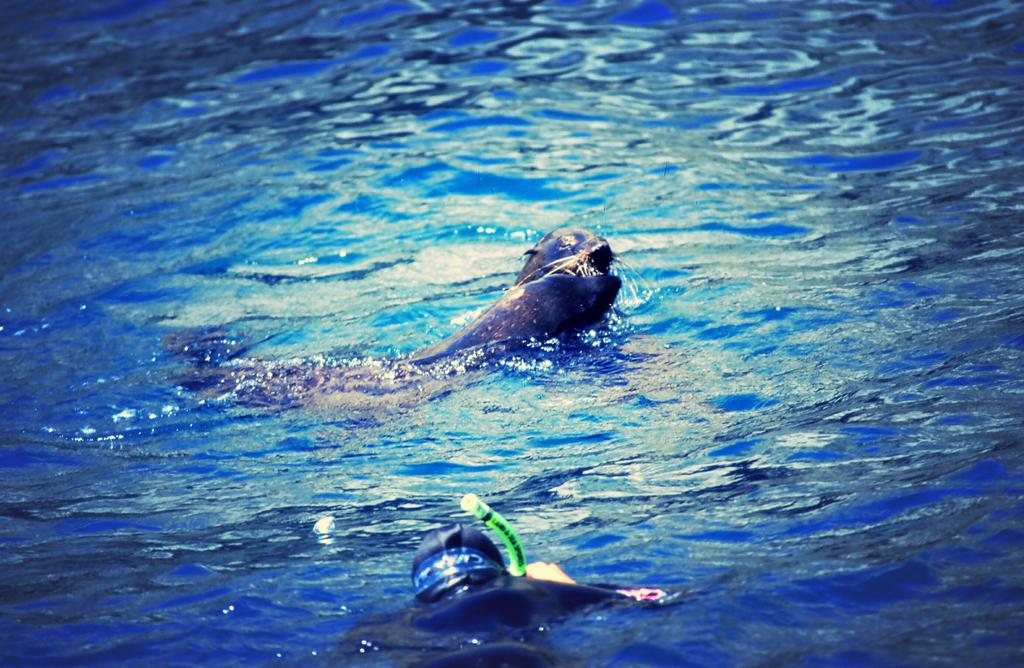 Tours operating daily! Phone 0800732579 or +6433196182 sealswimkaikoura.co.nz 
#kaikouranz #purenz #happy