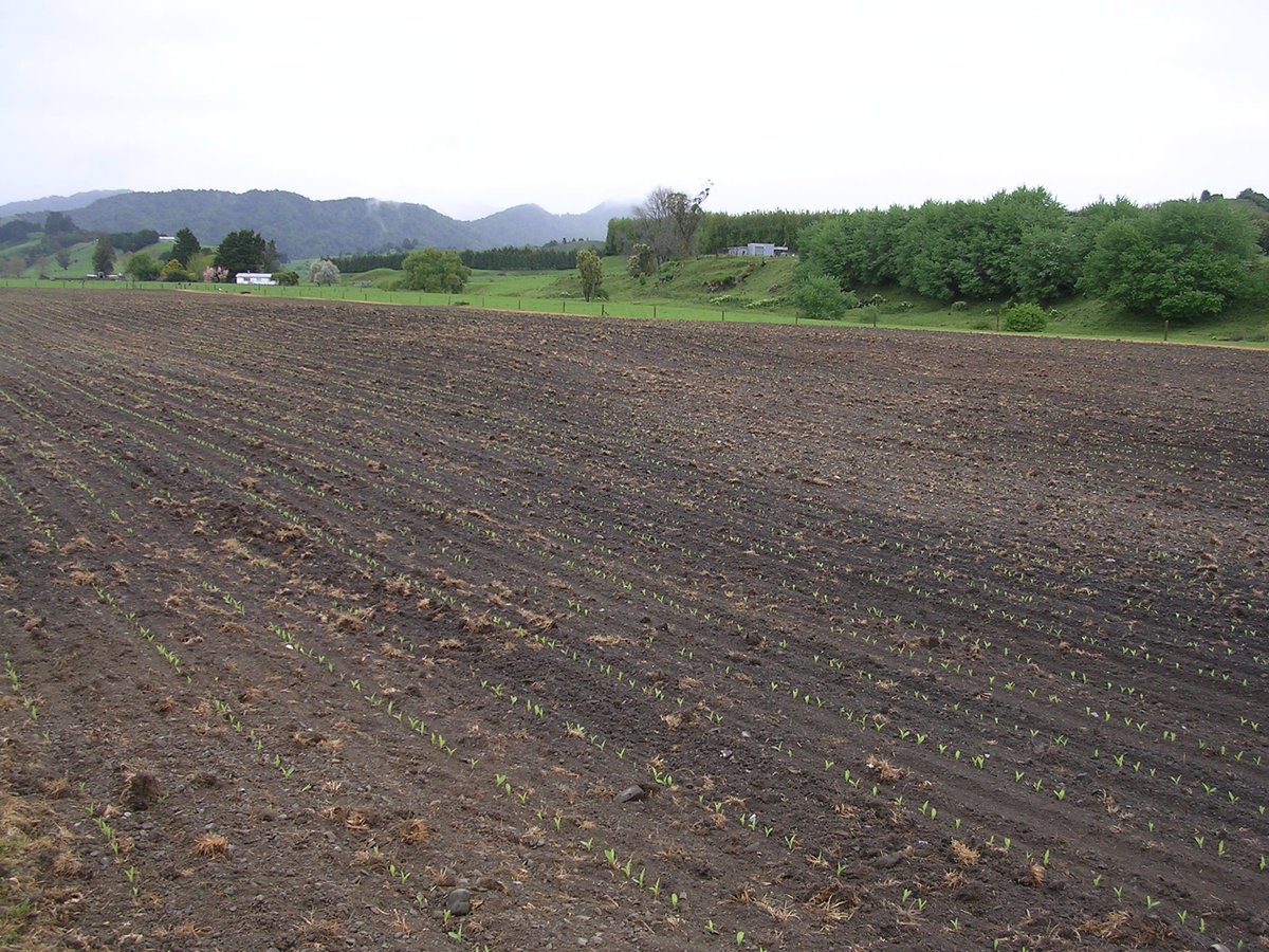 transparency_a1's tweet photo. Cow field gone now my neighbour is now a soon to be beautiful maize field <3 #nofarts #noburps https://t.co/t7AaHcdj74