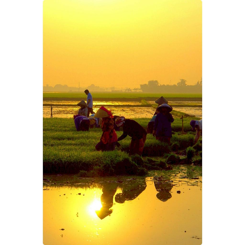 AApriyantono's tweet photo. Selamat hari pangan sedunia. Jangan lupakan para pahlawan produsen pangan, para petani kita. https://t.co/QnelZaDu35