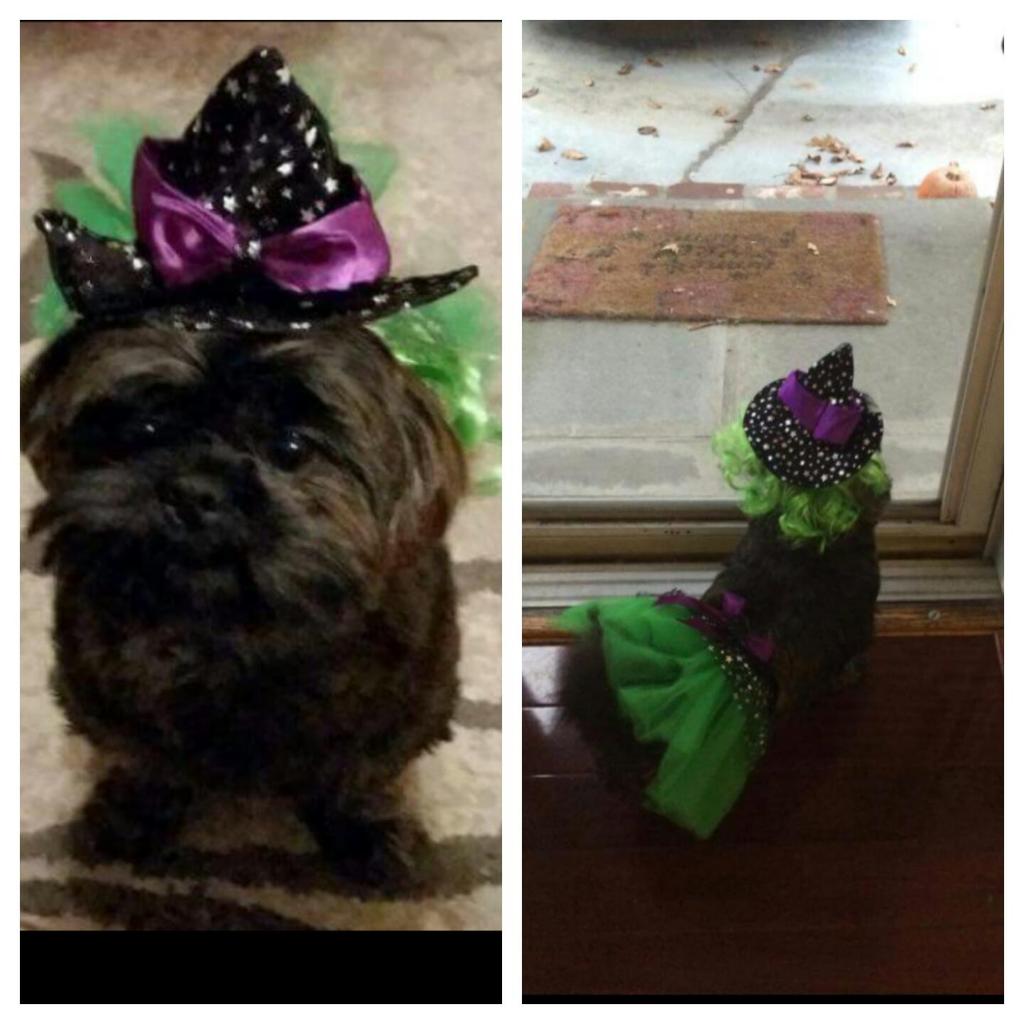 coralrae21's tweet image. @BlogPaws my Emma! #BlogPawsHalloween