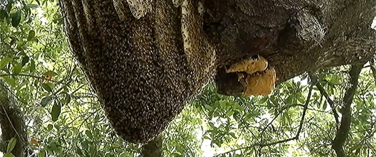 GMA's tweet photo. 100-pound beehive housing 50,000 to 80,000 bees scares Florida neighborhood. https://t.co/rGopcnyNhz https://t.co/EFtW321vgz