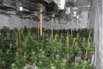 StatCalum4893's tweet photo. #Two arrested after police raid uncovers cannabis farm cont https://t.co/kSi9fHL1Kc #October232015 https://t.co/Q7ZCX4aW0m