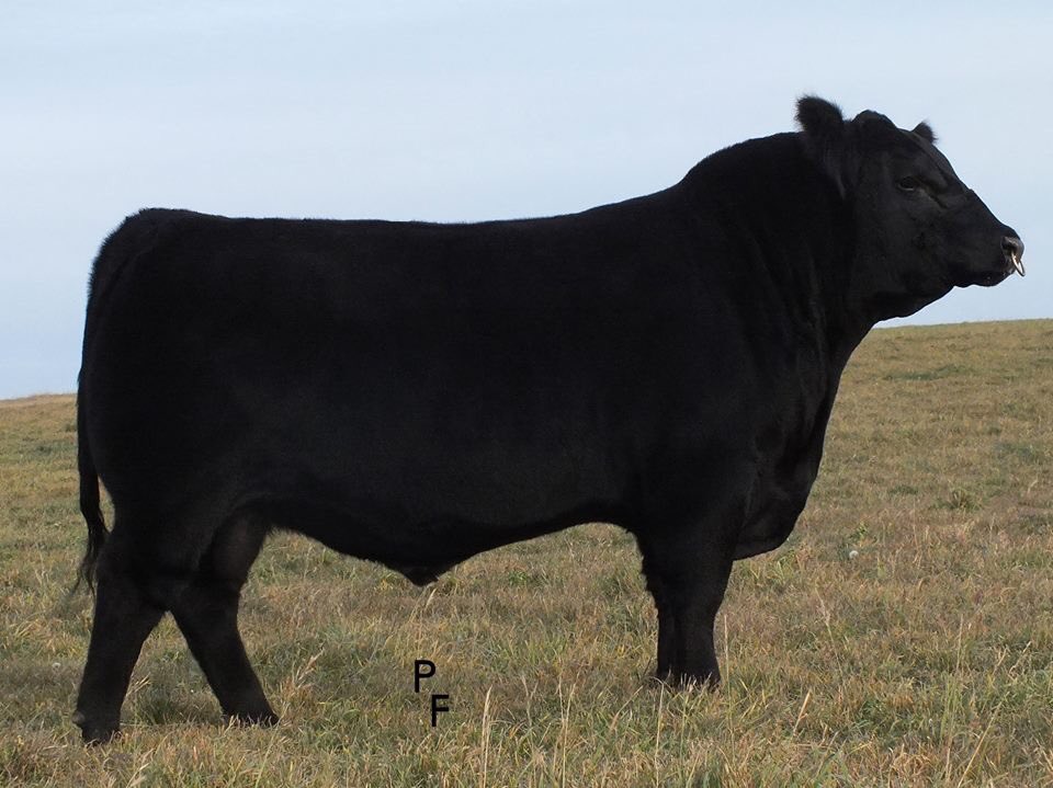 OAV Motown 11B. Watch for his 1st service &amp; Semen to sell in our Online Sale Dec 3 #cdnangus #breedleaderCEBWWYWREA