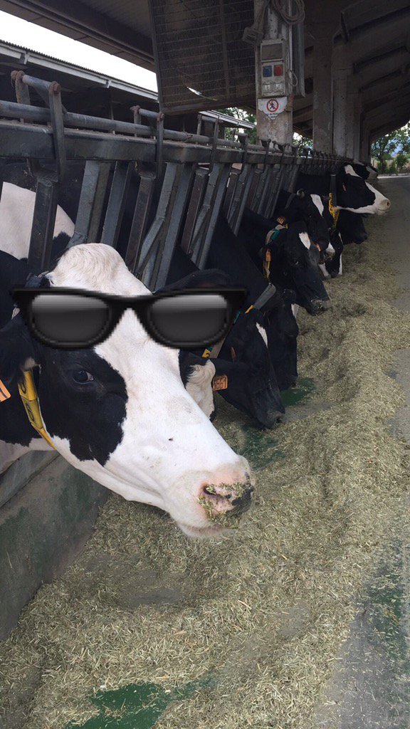 SelfieGraphApp's tweet photo. #SelfieGraphApp team testing iOS9.1 emojis in app during ALCS ⚾️#raindelay Coolest 🧀🐄 in shed! https://t.co/CkcWWSOTlx
