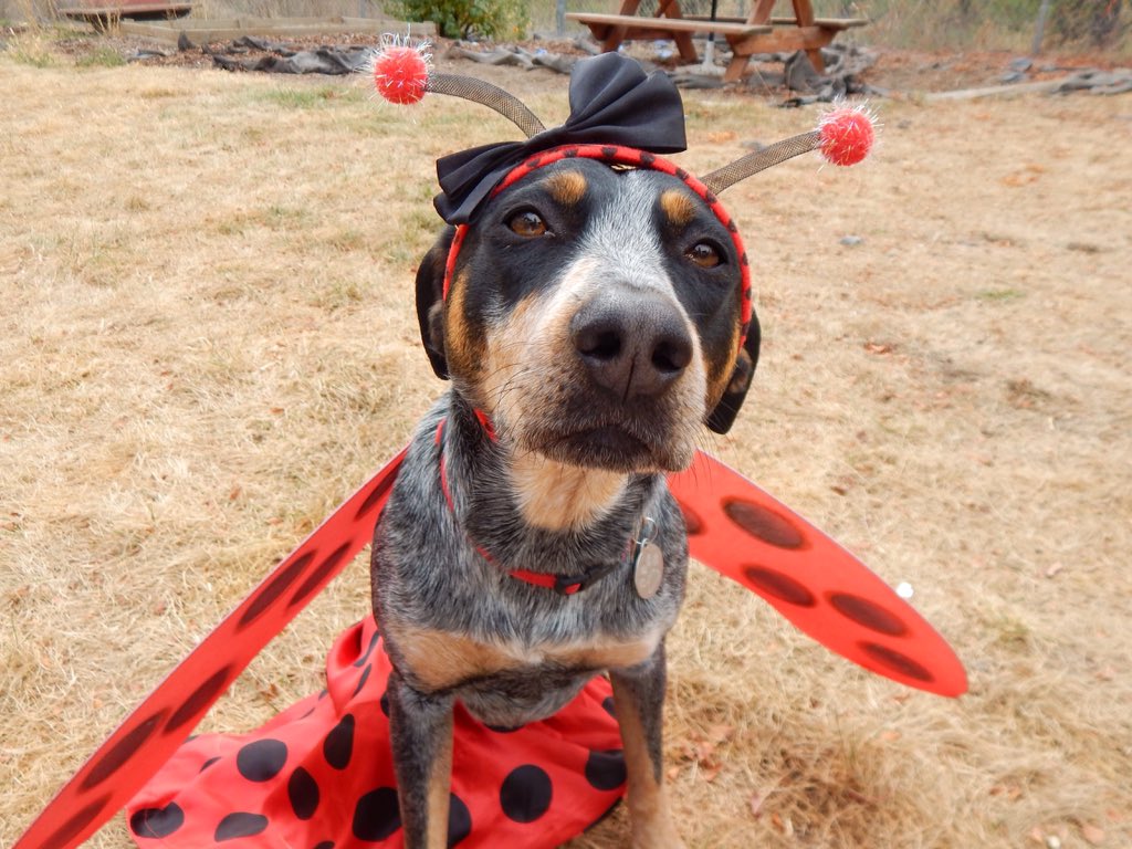 thehappymutts's tweet image. Sawyer in her ladybug costume 🐞 #BlogPawsHalloween