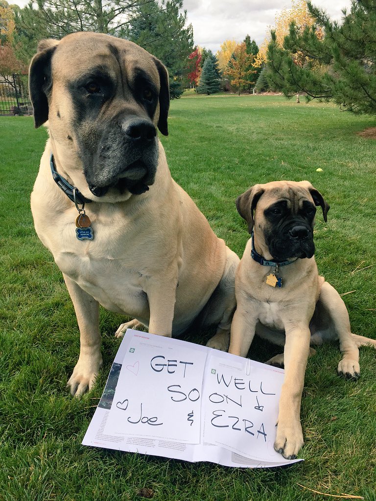 SamAshmore1's tweet photo. That time when your mom finds out you're sick and sends you this... #puppylove #icanteven https://t.co/sWsdJmfl7S
