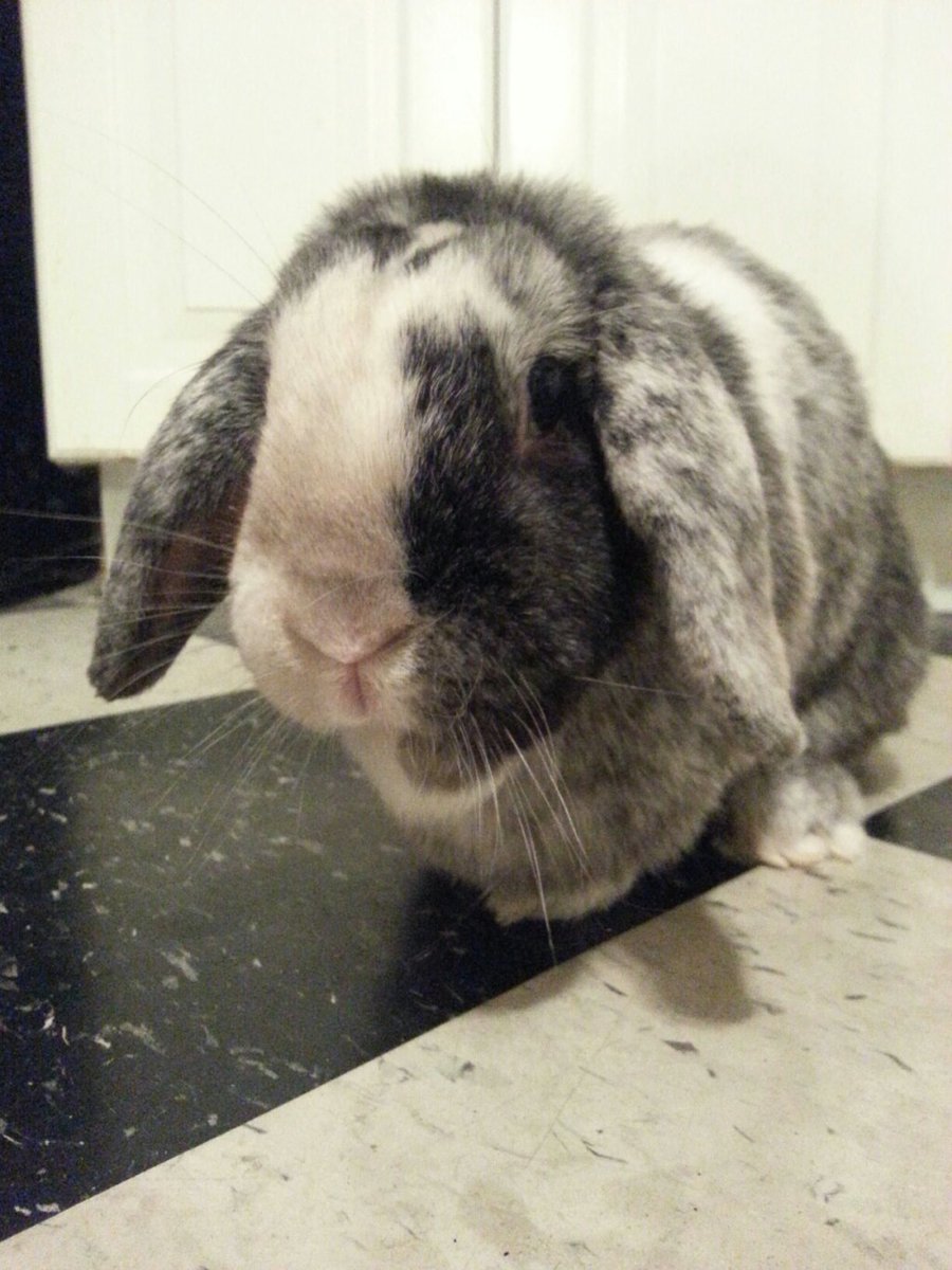 juvindotcom's tweet image. Silly Rabbit juvin.com/?p=2229