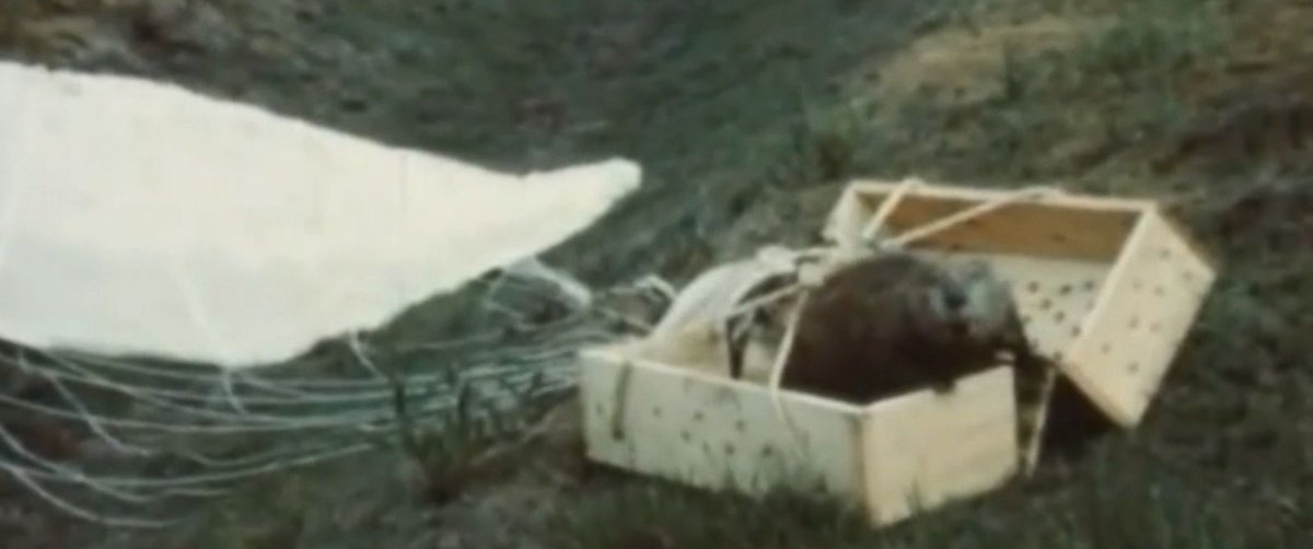 ABC's tweet image. WATCH: Long-lost footage of 'parachuting beavers' found in Idaho: abcn.ws/1LLM02e