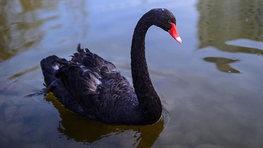CNBC's tweet image. Black swan risk rises to highest level ever: cnb.cx/1VQ6SQ1