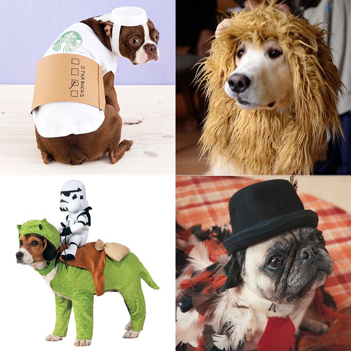 InStyle's tweet photo. 8 genius Halloween costume ideas for your dog: https://t.co/NOqpGcc1YA https://t.co/7Qoi125Yuk