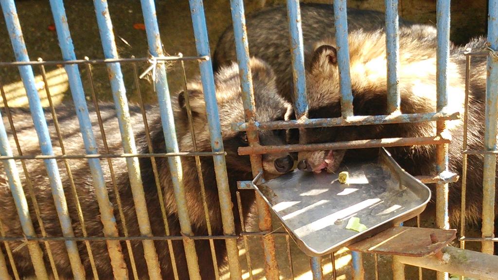 九月 福知山動物園 久しぶり 狸はカリカリが好き アライグマはパン お気に入りの猿に延々キャベツを与えてきた 本日の餌やりは充実の７袋 笑 追加しまくり たまたま飼育員さんにくっついて行って クマにも至近距離で餌やりできた ー