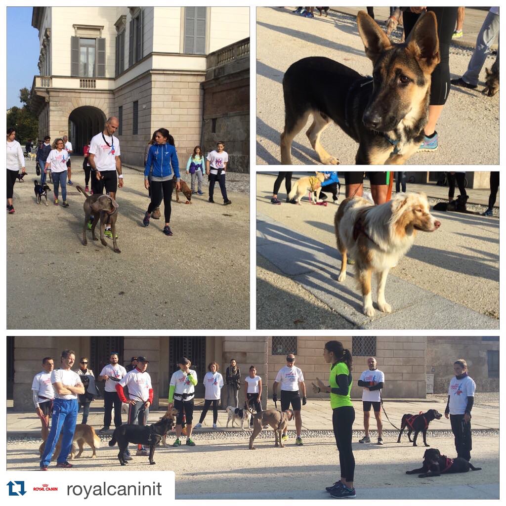 BrooksRunningIT's tweet photo. #DogRunningSchool grazie veramente a tutti per l'entusiasmo! #royalcanin #royalcaninIT #royalcaninworld #runhappy https://t.co/mRURp9ciAs