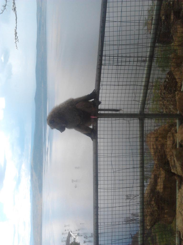 nginyano's tweet image. Baboon cliff lake nakuru n park