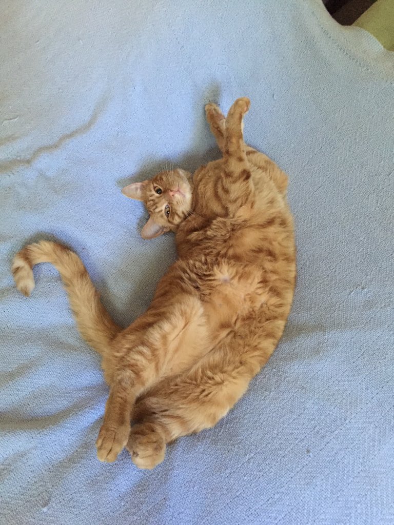 breezbr33z's tweet photo. I simply can't be the only one that sees this beauty. Bonus: catballz https://t.co/l7e5D7KI00
