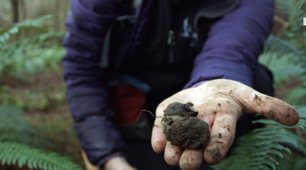 truffletraders's tweet photo. *Video* Tuber Aestivum &amp; Tuber Bianchetto Hunter in US https://t.co/nk0uk3Sux1 via @munchies #truffle https://t.co/TOa2CmExSk