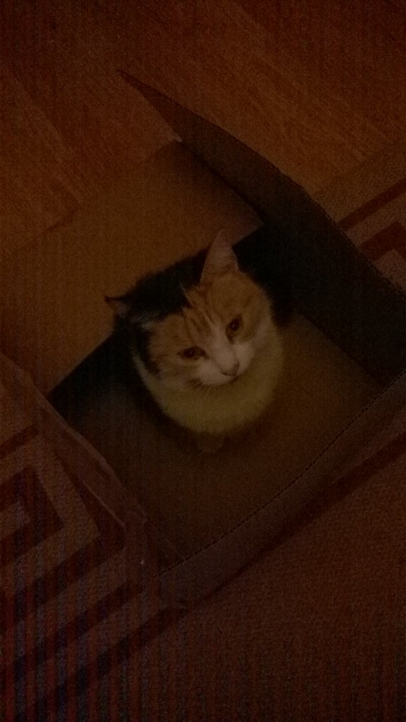 tyne_amy's tweet photo. What is it with cats and boxes?? #crazycat https://t.co/3913e1aK8v