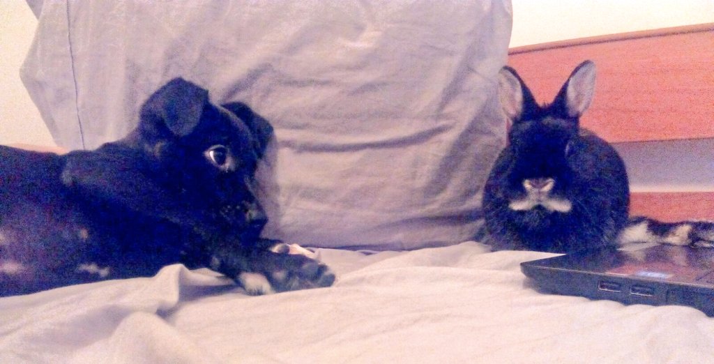 Esta preciosa, sociable, buenisima y cariñosa cachorra de cruce de bóxer de 2meses busca un hogar. <a href="/Adoptofamilia/">Adopto unha familia</a>