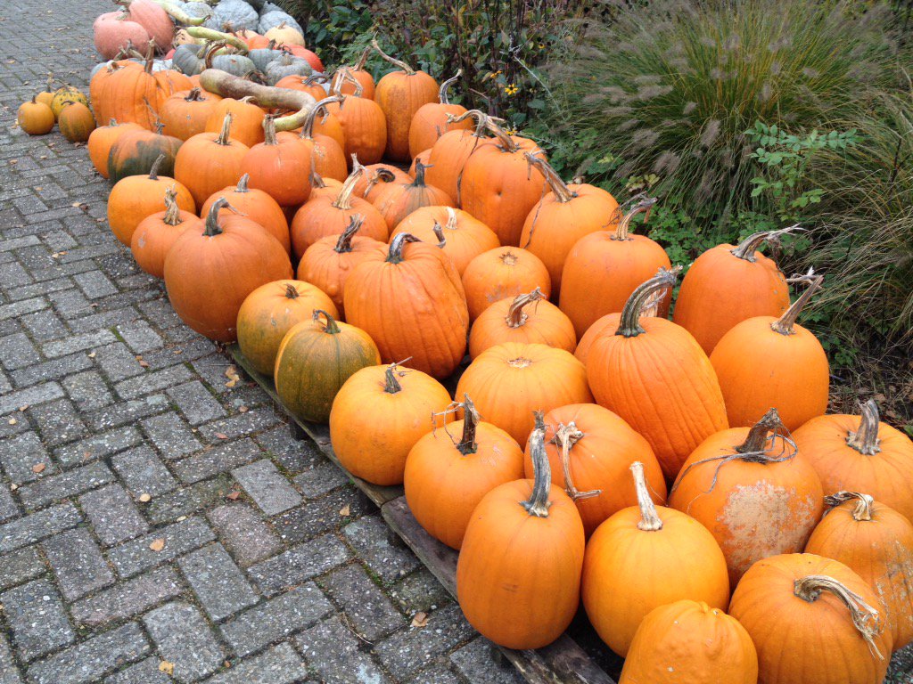 Nog volop pompoenen en sierkalebassen bij #winery&amp;herbs in Schijndel