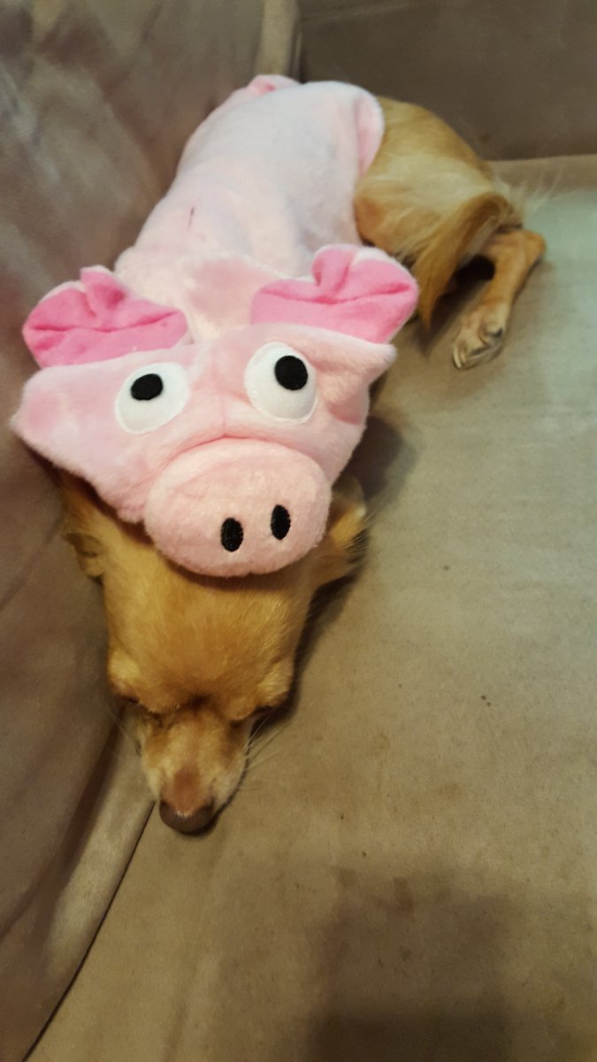 HBSoulStains's tweet image. Oh how sweet our Lehua girl looks in her little piggy costume! The tiniest piggy we&apos;ve ever seen #BlogPawsHalloween