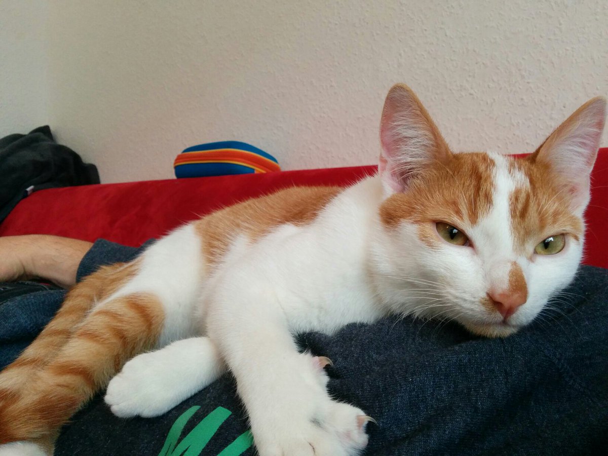 punker76's tweet photo. charles #anothercat https://t.co/nxVz9OYh2e