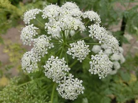 演劇ユニット 毒にんじん Ninzindoku Twitter 演劇ユニット 毒にんじん Ninzindoku Twitter