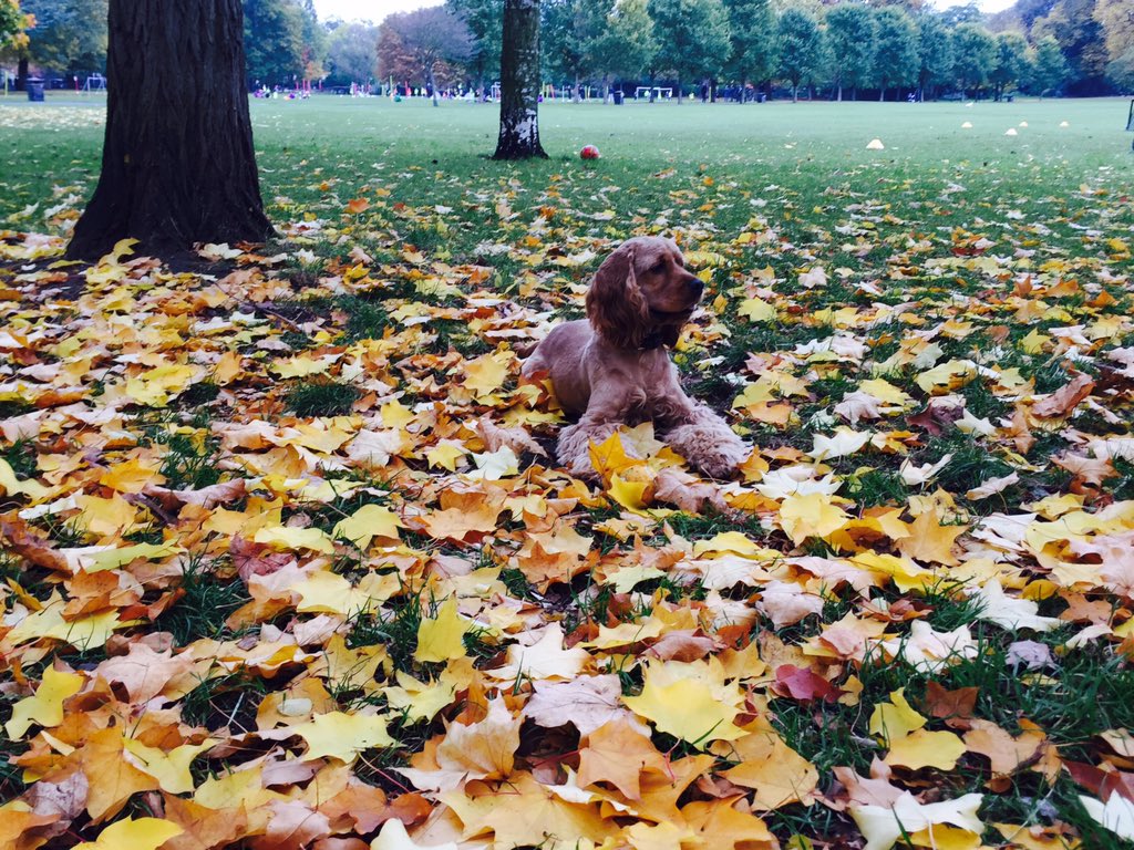 sherbert53's tweet photo. #autumn is officially here. https://t.co/RfK0mNa822