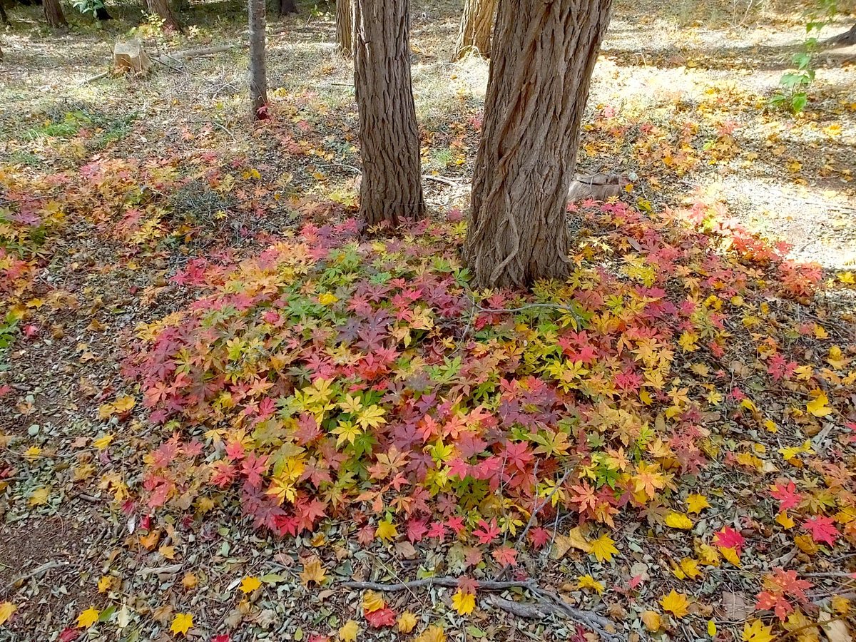 カエデの幼木が紅葉している 可愛すぎる写真ツイートに注目集まる ライブドアニュース