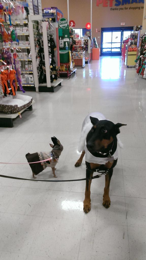 PattyMarie218's tweet photo. @Banfield pups , Chloe and Hannah, are #monstercute at our #howloween event @Petsmart591 https://t.co/SxORNB1eVT