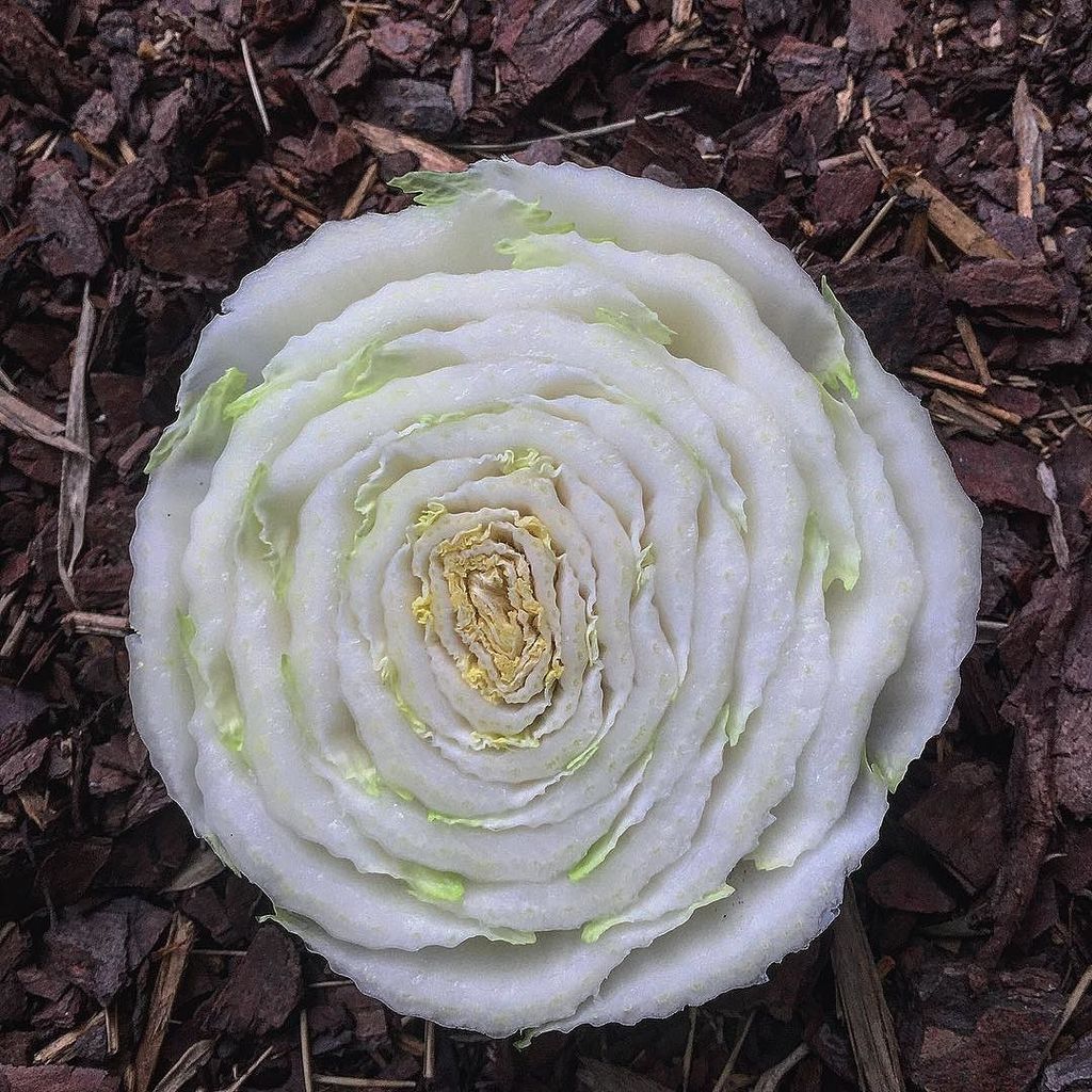 ChefWhiting's tweet photo. @geechieboymill Napa Cabbage
#492 #492chs #gregrules https://t.co/9BDZXQAv9H https://t.co/XzGHtjY3c5