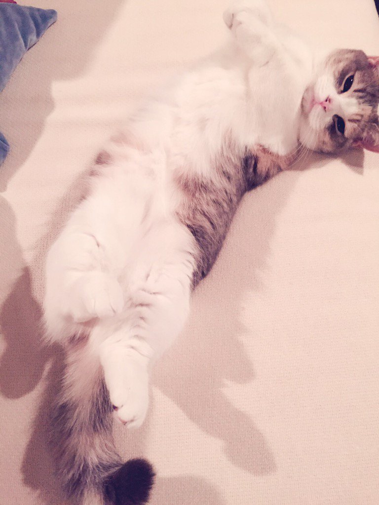 埋め込み画像への固定リンク