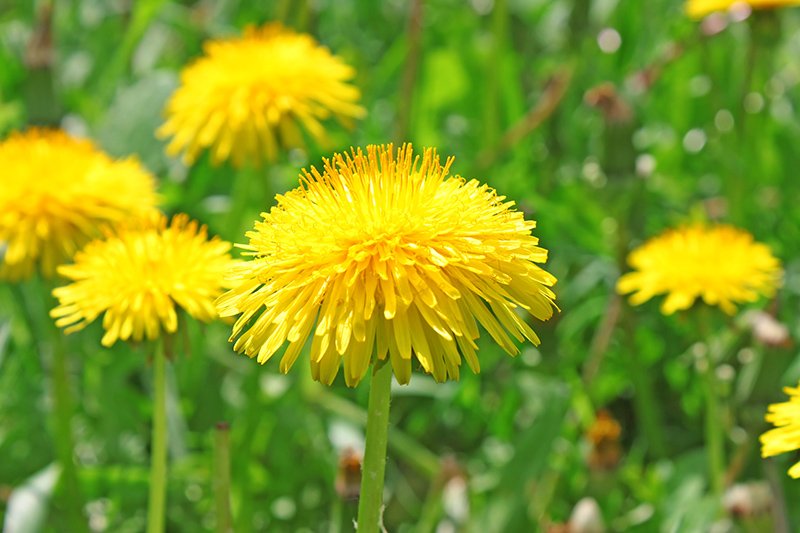 Modere_US's tweet photo. QUESTION: Why does Defense (in #Modere I/D) have dandelion extract in it? Learn more! https://t.co/BqNkca8VXu https://t.co/m2QVvAlnOD