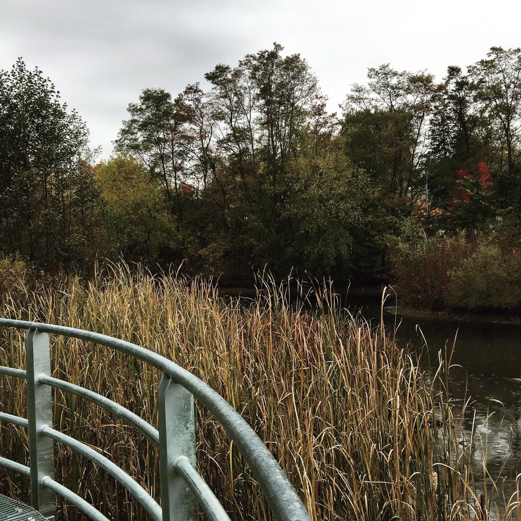 TorontoPFR's tweet photo. The new #wetland lookout, built with funding from the #Weston #Parks #Challenge, in #ColSamSmithPark #TorontoParks https://t.co/aIypl0I3nB