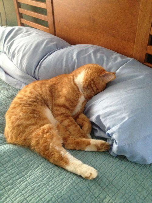 CuteAnimalsBaby's tweet photo. Me right now.: https://t.co/YXrGTTsbrY