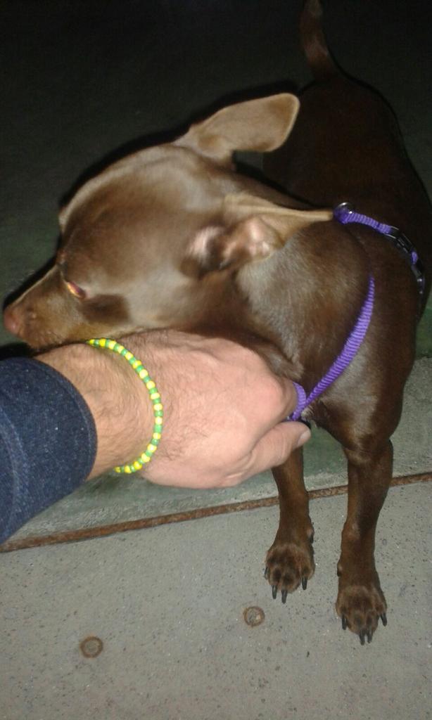 sigma01pla's tweet photo. Este amigo, de raza pincher mini, se ha perdido y busca a sus dueños. Encontrado en zona Maria Rafols. https://t.co/XNZLrGipvu