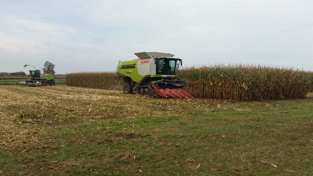 samcosystem's tweet photo. Trial harvesting in Belgium. Silage and grain today. Great yields and happy farmers https://t.co/K0YL33BM3d