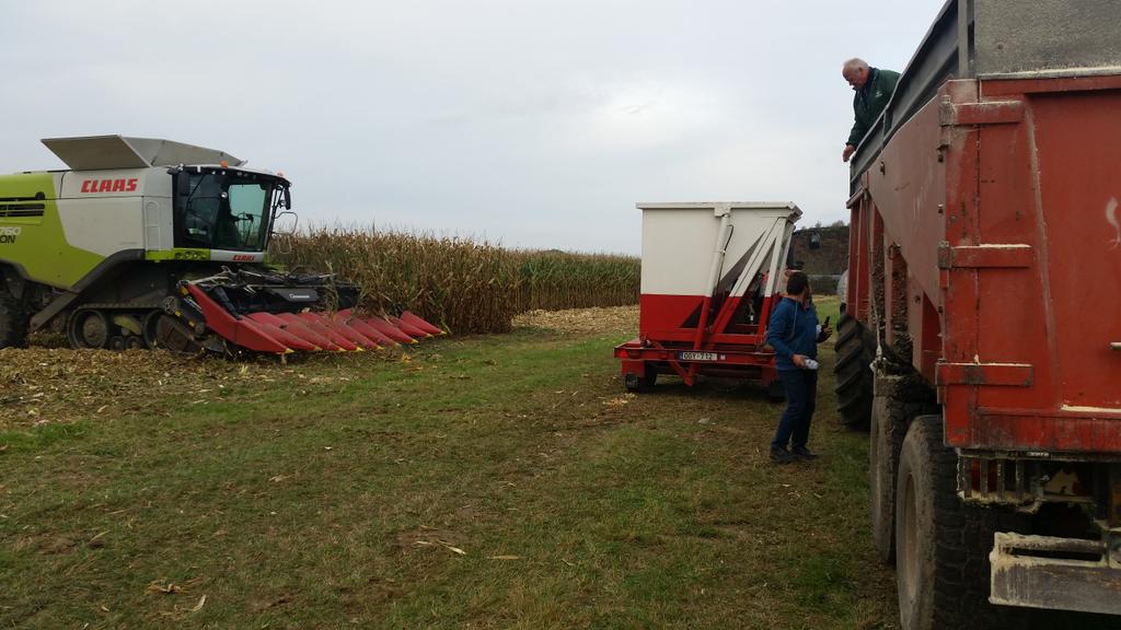 samcosystem's tweet photo. Trial harvesting in Belgium. Silage and grain today. Great yields and happy farmers https://t.co/K0YL33BM3d