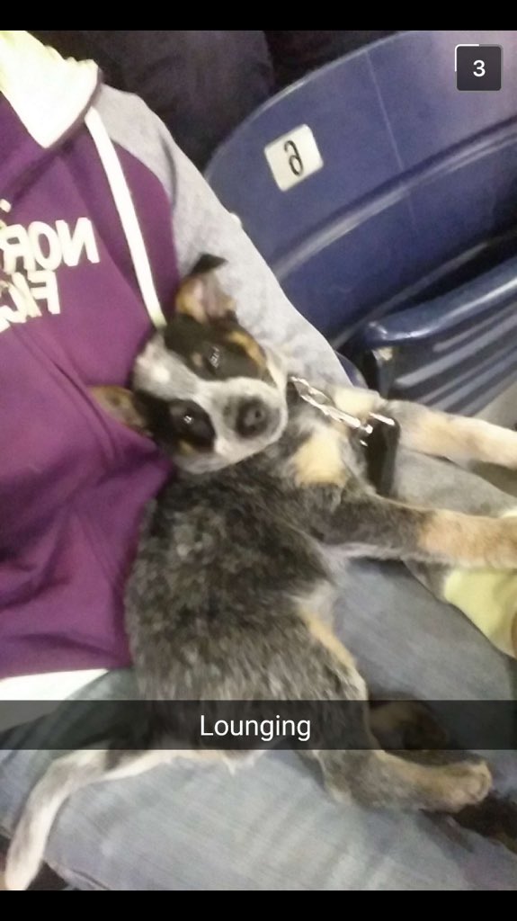 FratHoundPatt's tweet photo. The world is my bed. Where ever and whoever I want 😏 #lounging #blueheeler https://t.co/RenFF6WLNW