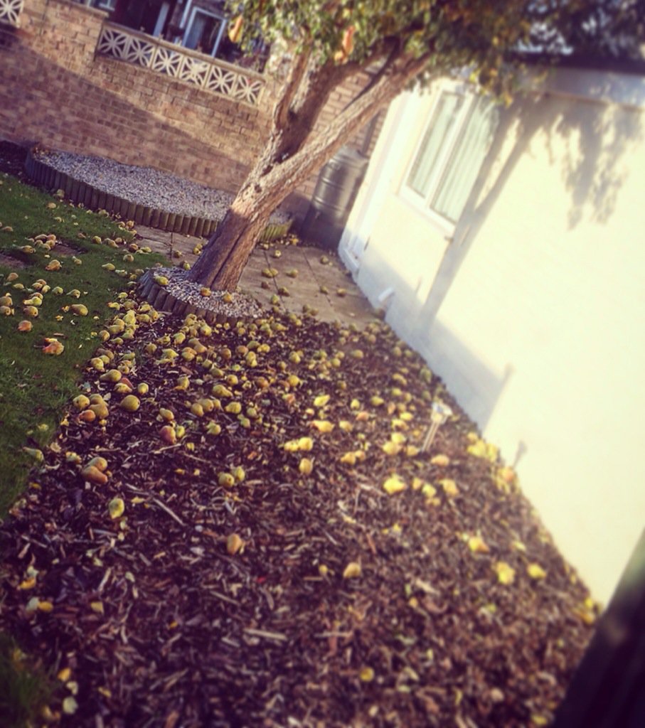 Liam0mac's tweet photo. Any one want any pears? I have 5 bin liner bags full!!

#CiderCider https://t.co/aHRhKF8mZb
