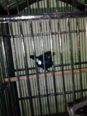 Di jual kacer isian lovebird kenari dan lain lain..750k minat hub - 085956786491..khusus bekasi aja