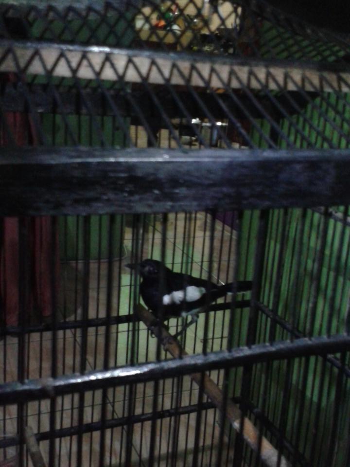 #kacerisianbanyakdijual