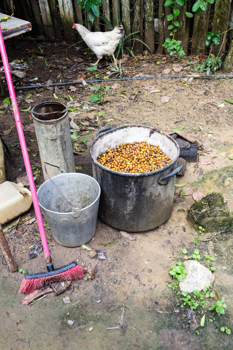 getnoticed's tweet photo. A few words about our visit to a coffee farm in Cuba - pictures in the article. 
https://t.co/AN5J19Rl2x https://t.co/831P0VKdnM