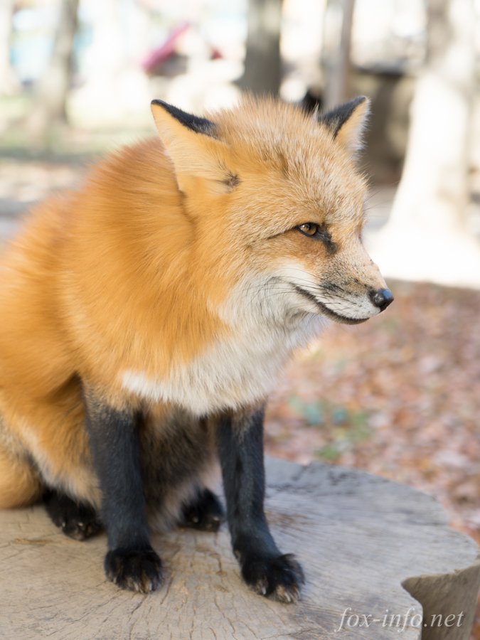 キツネ写真館 キツネ飼養中 Pa Twitter 何気ないお座りキツネ だけど ふと足元を見たら手足がちょこんって乗ってて特に後ろ足の揃ってる感じと前足のちょこん具合が絶妙でつい長時間見入ってしまった キツネの足はブラックホール T Co Rfwemv8j94 T キツネ写真館 キツネ飼養中 Pa Twitter 何気ないお座りキツネ だけど ふと足元を見たら手足がちょこんって乗ってて特に後ろ足の揃ってる感じと前足のちょこん具合が絶妙でつい長時間見入ってしまった キツネの足はブラックホール T Co Rfwemv8j94 T