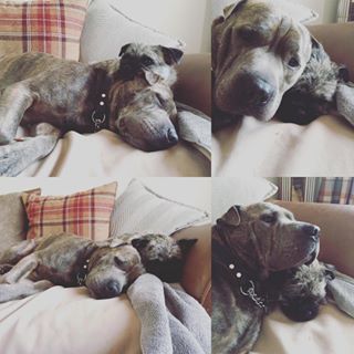 Joy_PhotoCam's tweet image. ❤️❤️❤️ #teebo #darcie #sharpei #staffy #pugland #pug #westie findelight.net/puggie_detail.…
