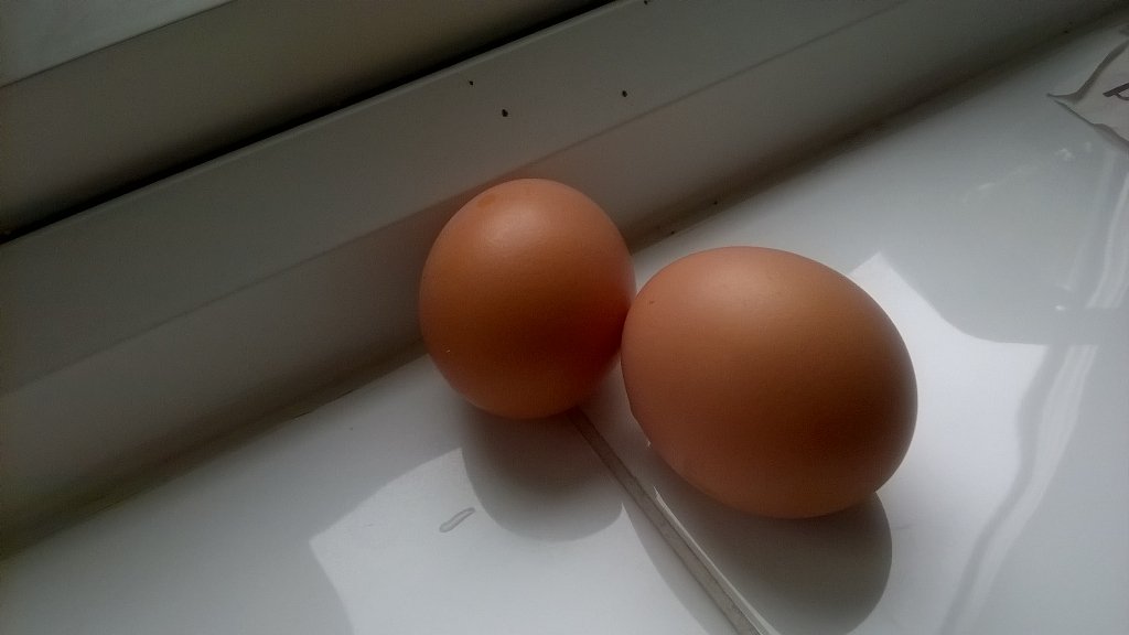 RickyChickens's tweet photo. And we're off! First #eggs (aka #bottomfruit) in our new home. HerIndoors gave a squeal of excitement. #calmdowndear https://t.co/wvpvNMoHkm