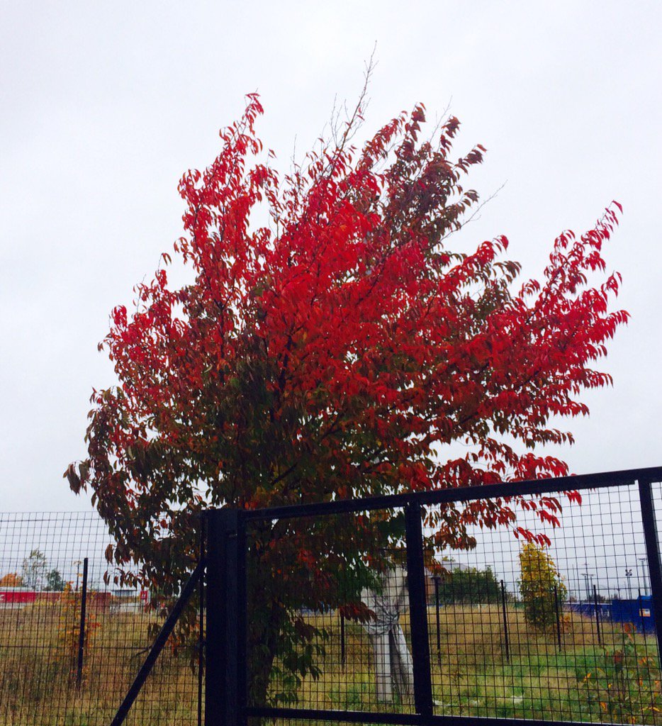 HelenFountain's tweet photo. Never mind the weather, stunning #autumn colours on show at #CourthouseGreen #Coventry today https://t.co/IDVL2QY7FE