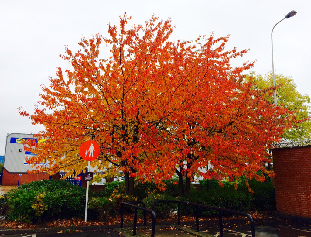 HelenFountain's tweet photo. Never mind the weather, stunning #autumn colours on show at #CourthouseGreen #Coventry today https://t.co/IDVL2QY7FE