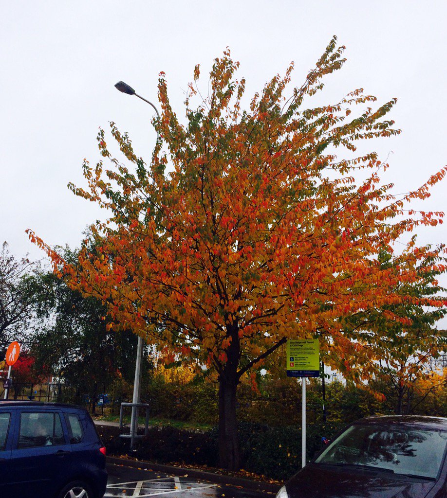HelenFountain's tweet photo. Never mind the weather, stunning #autumn colours on show at #CourthouseGreen #Coventry today https://t.co/IDVL2QY7FE