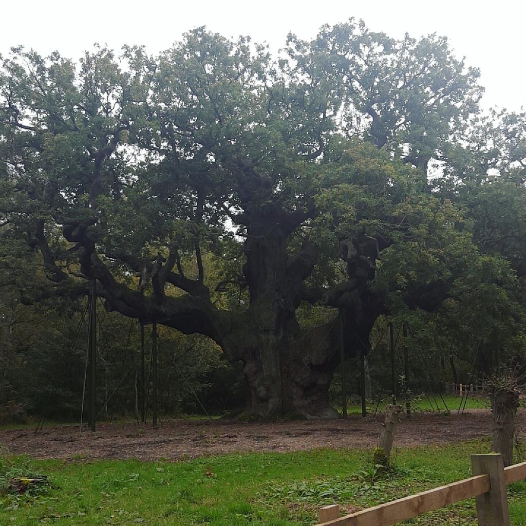 Staceyhoffmann_'s tweet photo. How beautiful is Robin Hoods tree though? Sherwood forest is definitely one of my favourite places 💚 #majoroaktree https://t.co/05YBRuYtBZ