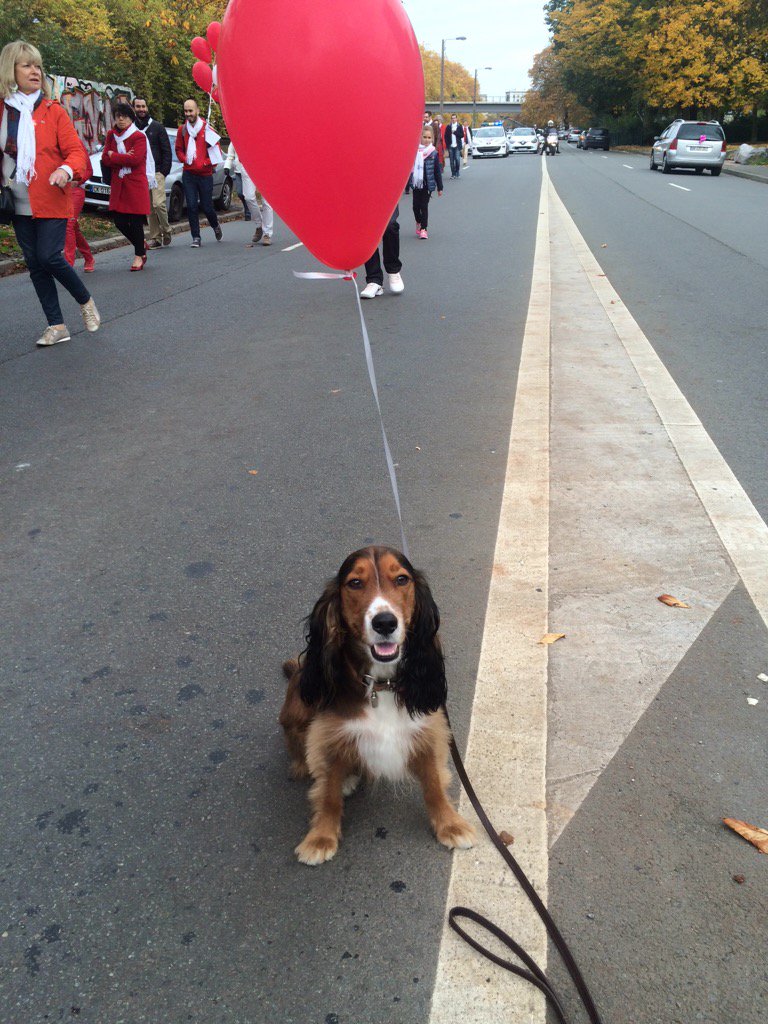 RotaractLille's tweet photo. Même les chiens font la #PolioWalk ! #Rotary @Rotary @RotaractLille #Lille https://t.co/MqUUs1EUNV